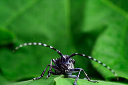 Image of Asian Longhorned Beetle