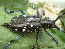 Image of Asian Longhorned Beetle