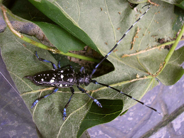 Image of Asian Longhorned Beetle