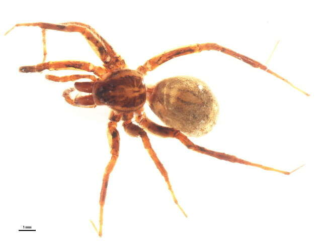 Image of Pardosa metlakatla Emerton 1917