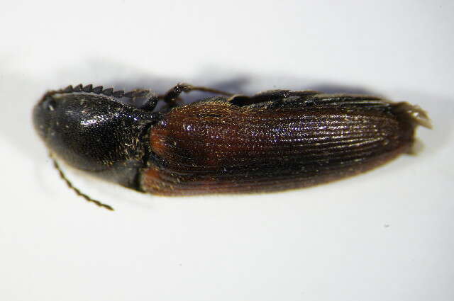 صورة <i>Ampedus sanguinolentus</i>