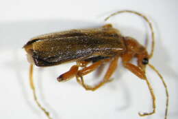 Imagem de <i>Cantharis pallida</i>