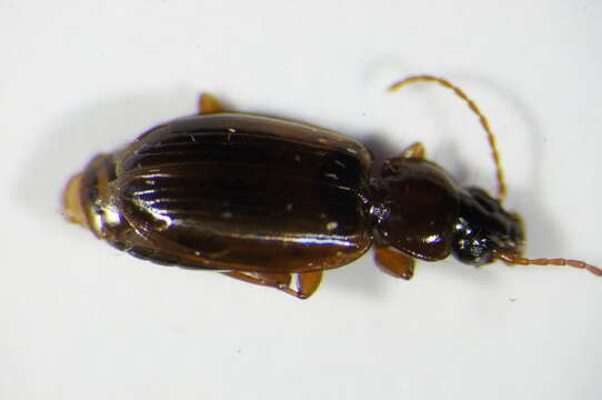 Image of Ground beetle