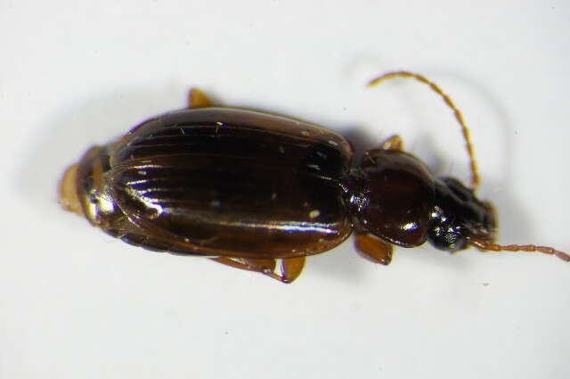 Image of Ground beetle