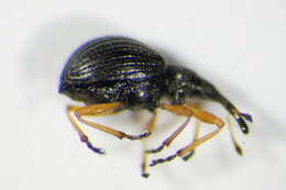 Image of Apionidae