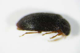 Image of Byturus tomentosus