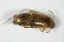 Image of <i>Anaspis maculata</i>