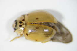 Image of <i>Adalia decempunctata</i>