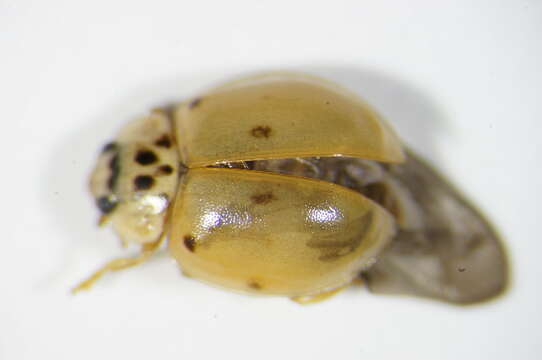 Imagem de <i>Adalia decempunctata</i>