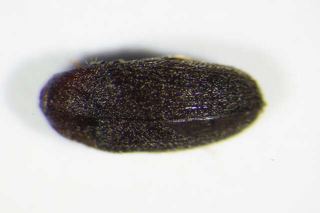 Image of <i>Trixagus dermestoides</i>