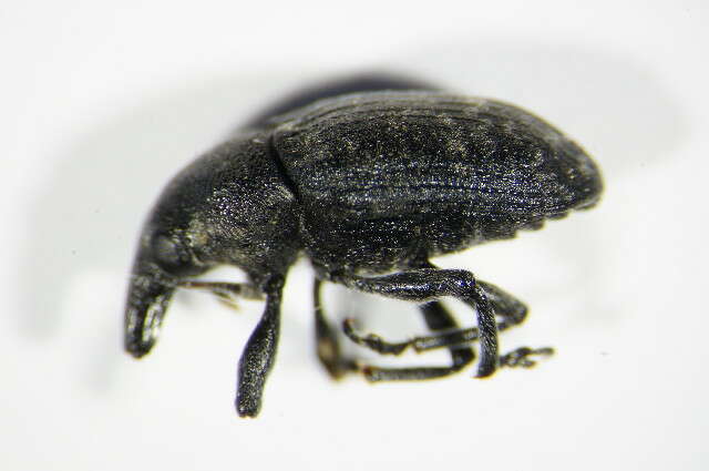 Image of Weevil