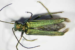 Image of Oedemera nobilis