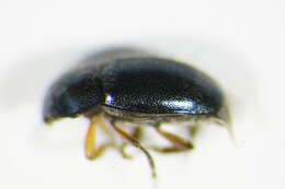 Image of Pollen beetle