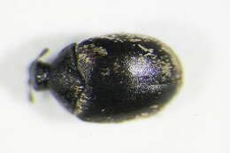 Image of Sacramento Anthicid Beetle