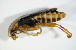 Image of <i>Cantharis lateralis</i>