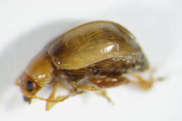 Image of Leaf beetle