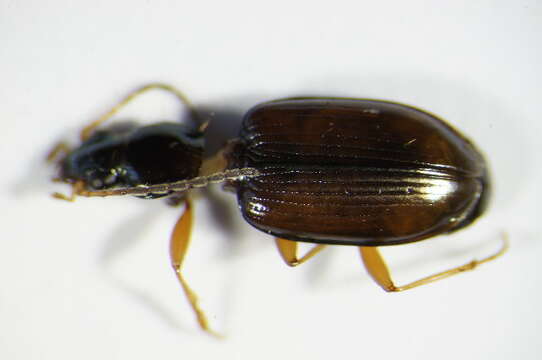 Image of Ground beetle