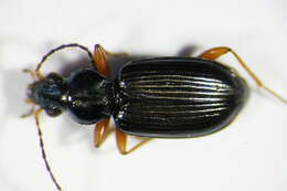 Image of Bembidion (Ocydromus) decorum (Panzer 1799)