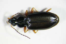 Image of Bembidion (Ocydromus) decorum (Panzer 1799)