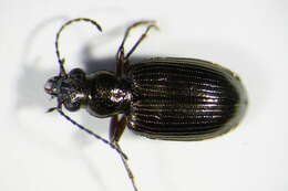 Bembidion (Princidium) punctulatum Drapiez 1820的圖片