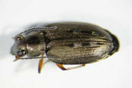 Image of Bembidion (Bracteon) velox (Linnaeus 1760)