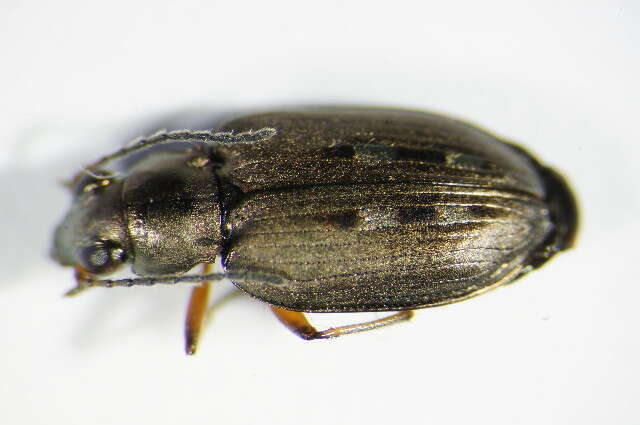 Image of Bembidion (Bracteon) velox (Linnaeus 1760)