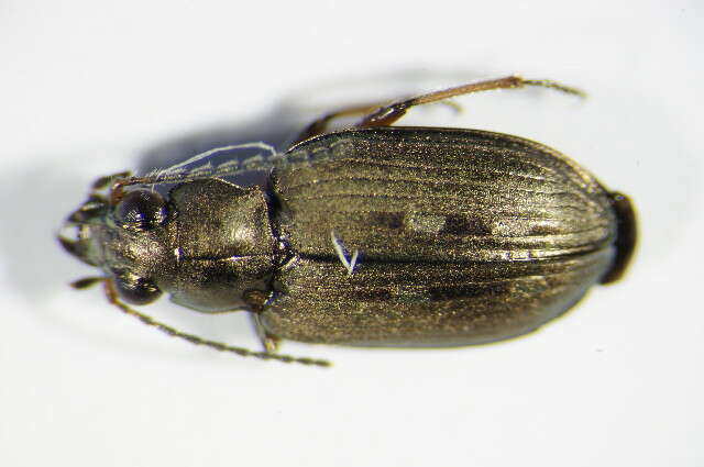 Image of Bembidion (Bracteon) velox (Linnaeus 1760)