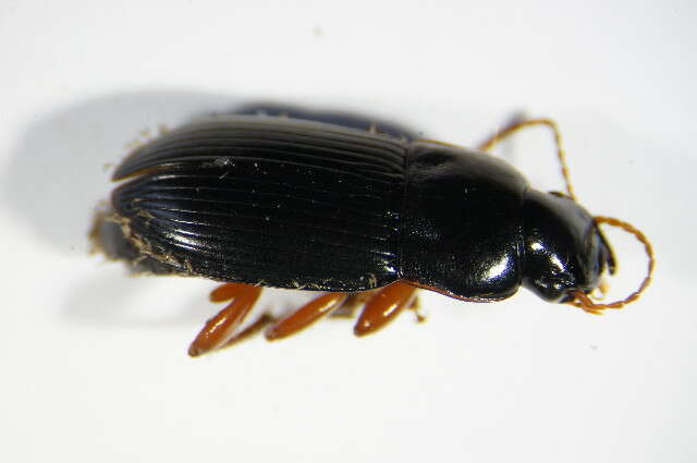 Image of Harpalus (Harpalus) latus (Linnaeus 1758)