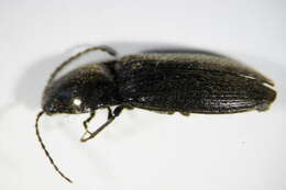Image of Hemicrepidius