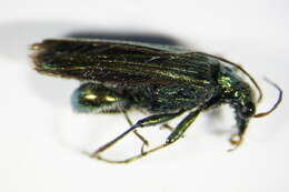 Image of Oedemera nobilis