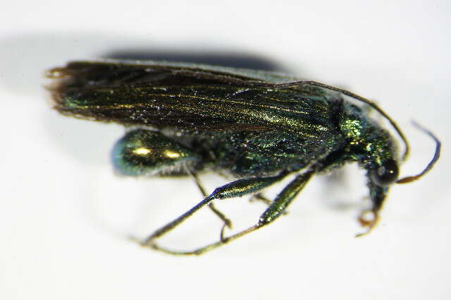 Image of Oedemera nobilis