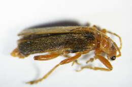 Imagem de <i>Cantharis pallida</i>