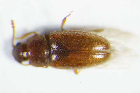 Image of Pleasing fungus beetle