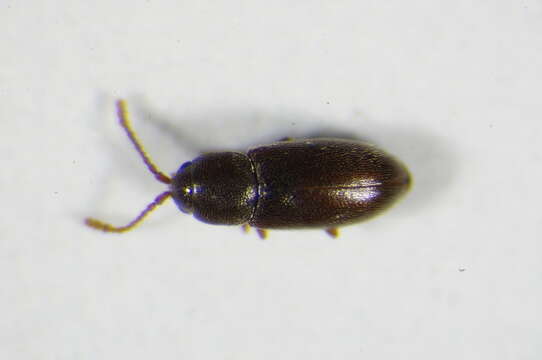 Image of Silken fungus beetle