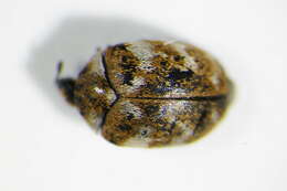 Image of Sacramento Anthicid Beetle