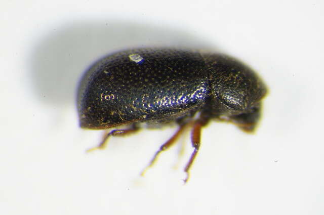 Image of <i>Ropalodontus perforatus</i>