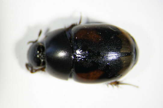 Image of Dung beetle