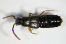 Слика од Callicerus rigidicornis (Erichson 1839)