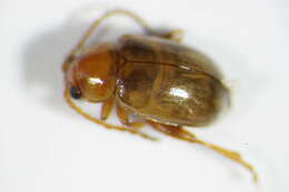 Image of Leaf beetle