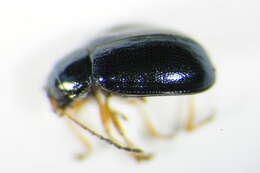 Image of <i>Aphthona nonstriata</i>