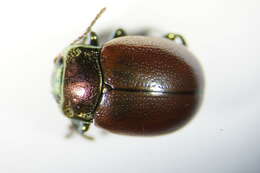 Image of Chrysolina polita