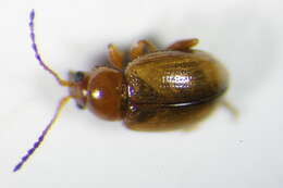 Image de <i>Lythraria salicariae</i>