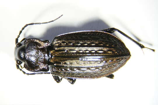 Image of Granulated Carabid