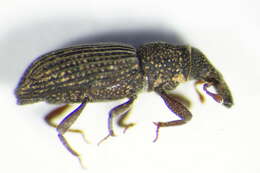 Image of Saproxylic weevil