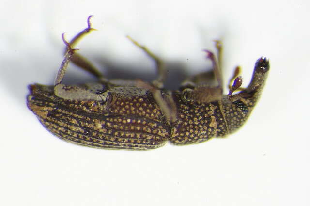 Image of Saproxylic weevil