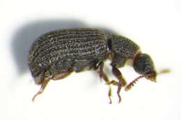 Image of <i>Eledona agricola</i>