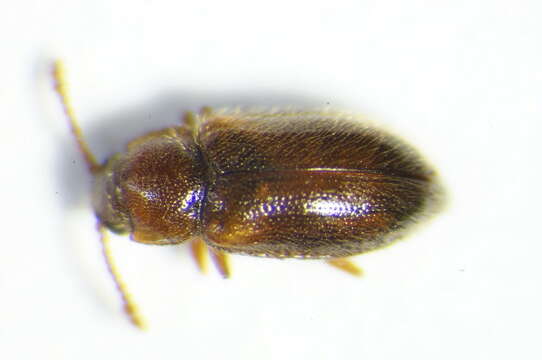 Слика од <i>Cryptophilus obliteratus</i>