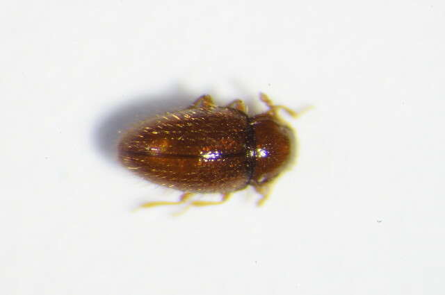 Image of Handsome fungus beetle