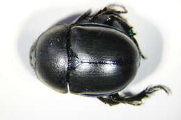 Image de Trypocopris vernalis (Linnaeus 1758)