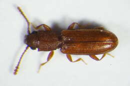 Image of Beetle